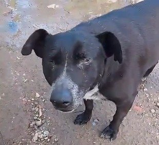 Un perrito internado y varios a la deriva: piden colaboración tras el incendio en el barrio José Fuchs