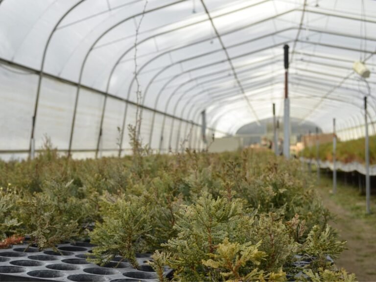 Se plantarán más de 100 mil árboles nativos en áreas afectadas por incendios en Chubut