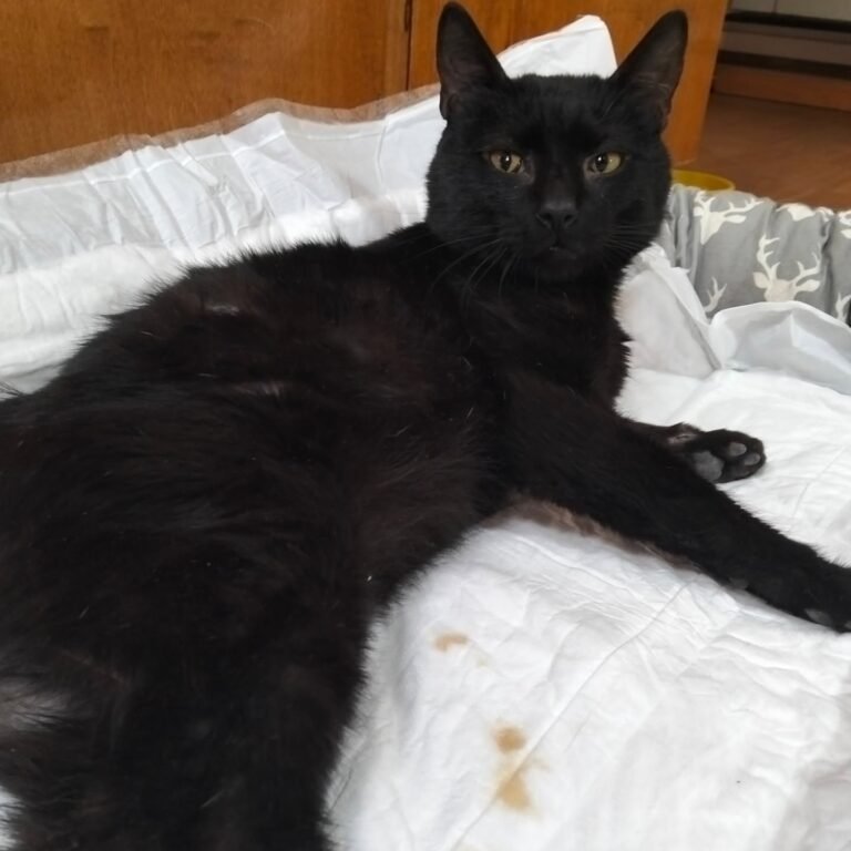 Negrito sigue internado y espera una operación: su estado es delicado