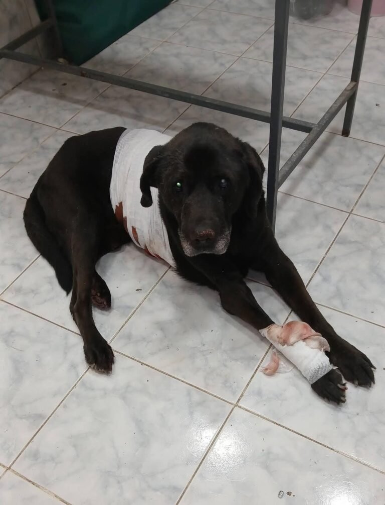 Buscan un hogar o tránsito para un perro rescatado con heridas y tumores