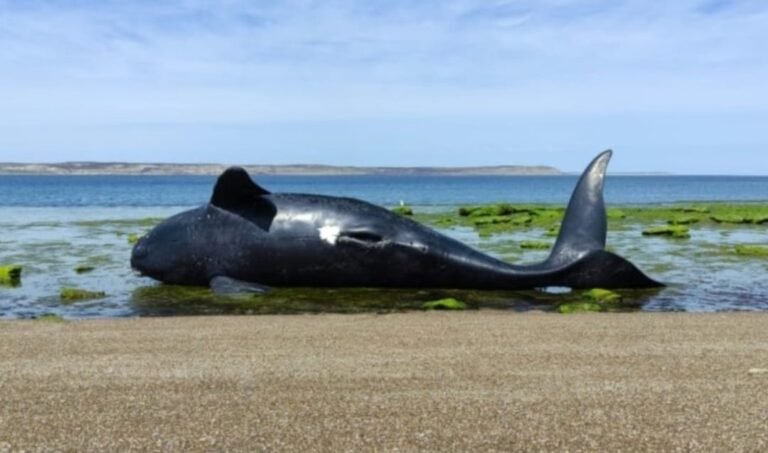 Chubut investiga los varamientos de ballena franca austral registrados en la temporada 2026