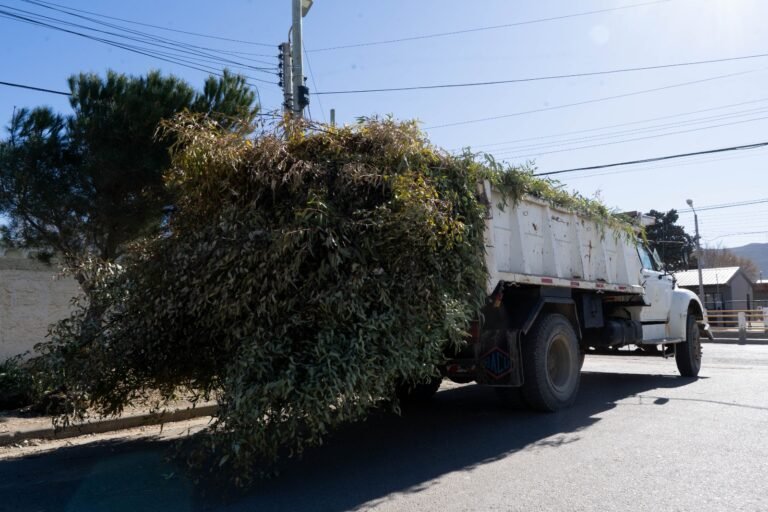 Avanzan las tareas de poda, desmalezado y mantenimiento de espacios verdes en Comodoro