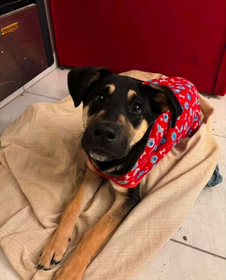 Romeo busca una familia para toda la vida después de pasar por distintos hogares de tránsito