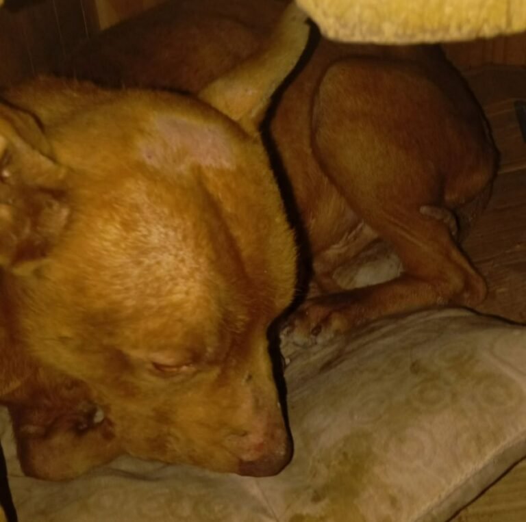 Buscan ayuda para un perro desnutrido que necesita atención veterinaria
