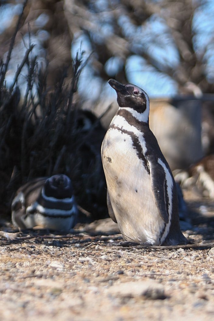 Los pingüinos de Magallanes llegan a Chubut para brindar uno de los grandes espectáculos de la fauna patagónica