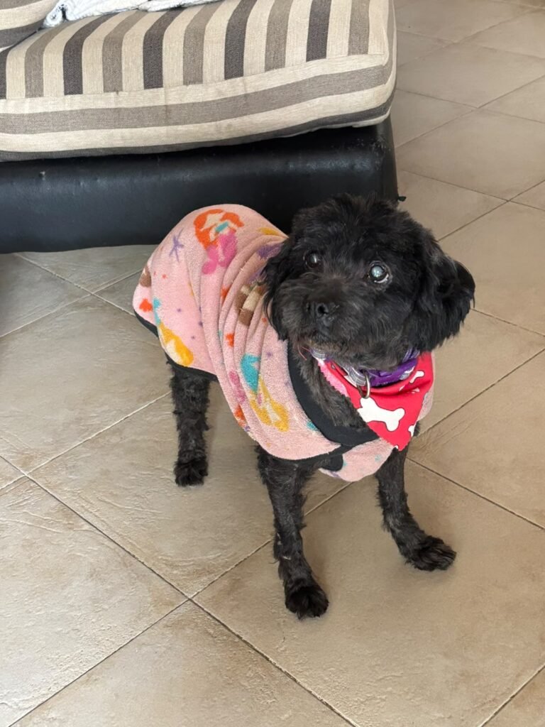 Rescataron a una perrita de avanzada edad y necesita estudios veterinarios