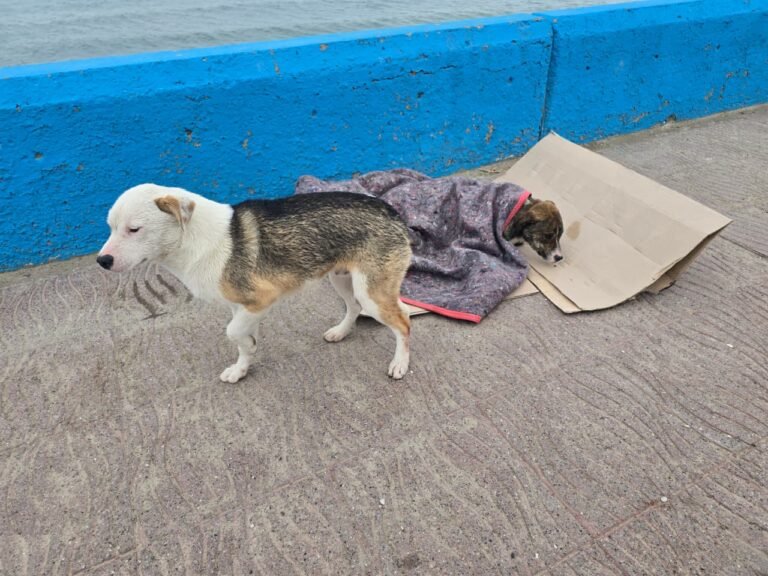 “Entre todos hicimos un pasamano”: así rescataron a dos cachorros atrapados en el mar