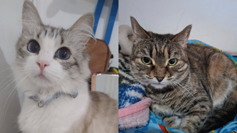 Piden ayuda para encontrar un hogar para dos gatitas que crecieron juntas
