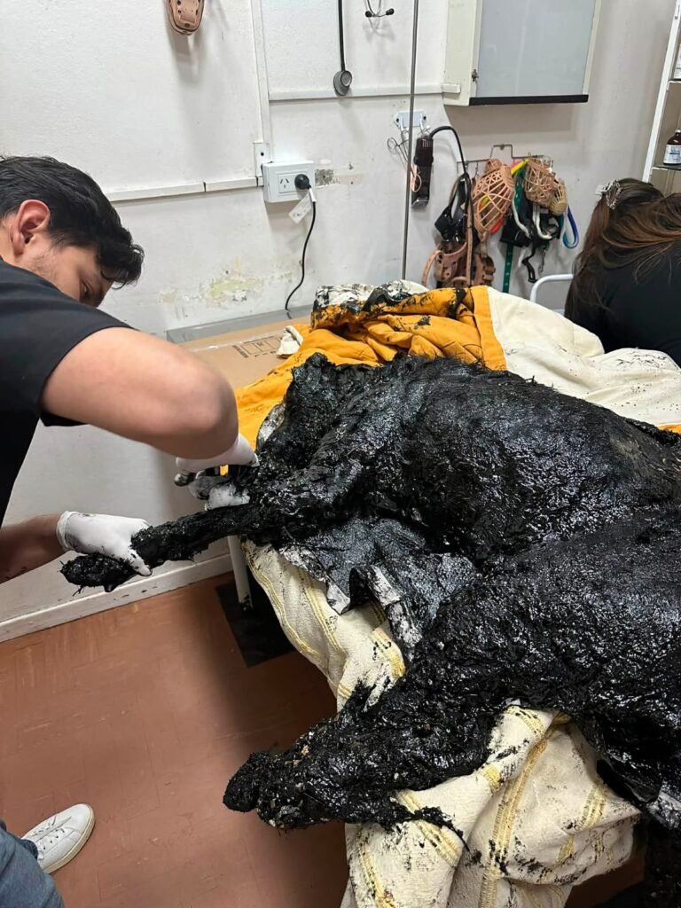 Exigen que la operadora responda por las piletas de petróleo donde encontraron a Nico