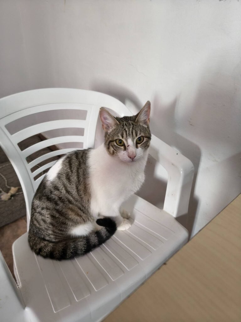 Rata busca una familia que le dé un hogar y no vuelva a dejarlo en la calle