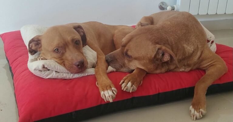 Amy y Sasha buscan una familia juntas antes de tener que volver al dispensario