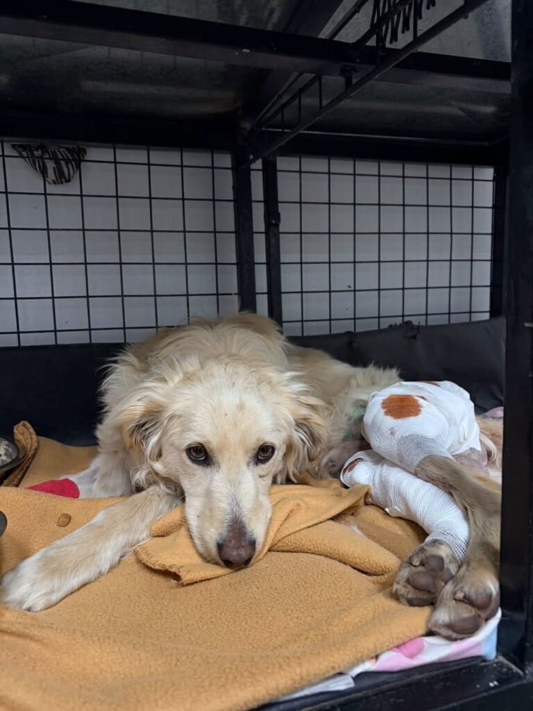 Una rescatista necesita reunir $900.000 para saldar una deuda veterinaria y seguir ayudando a animales callejeros