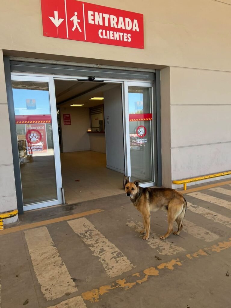 Buscan a los dueños de un perro que está desde el martes afuera del Mercado de la Costa