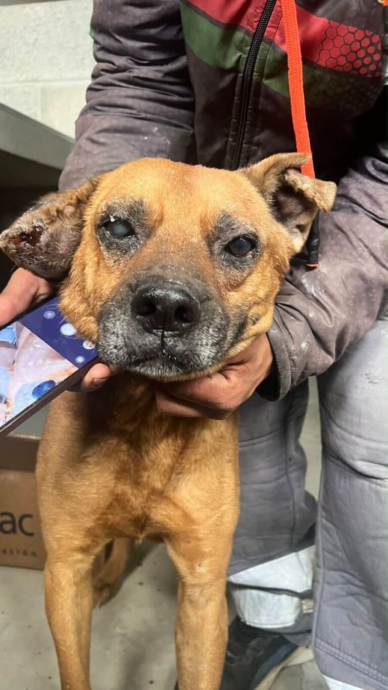 Buscan tránsito o adopción para un perro ciego y sordo encontrado en avenida Chile