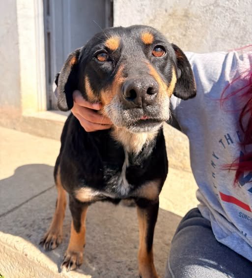 Sin adopciones desde hace más de un mes: la historia de Chicha y el difícil día a día en el dispensario