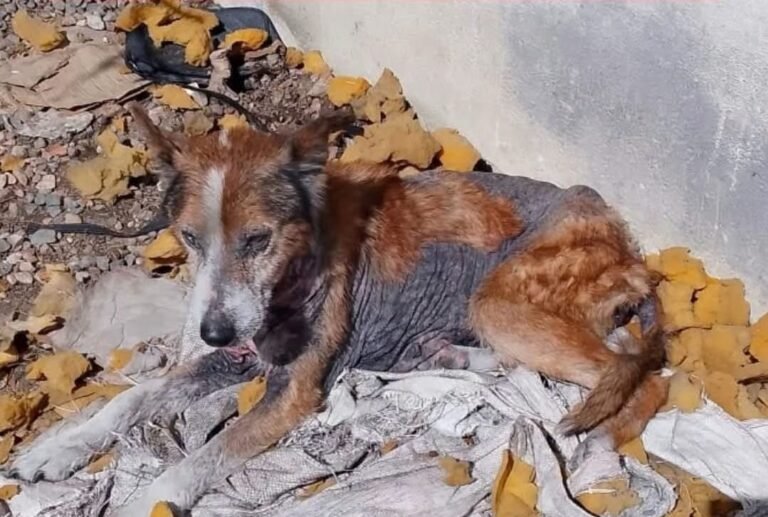 Piden tránsito urgente para Deisy, la perrita sobreviviente del voraz incendio en el barrio José Fuchs