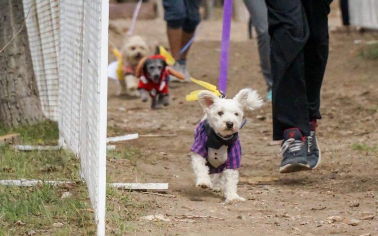 “Sumar una patita”: impulsan una gran colecta de alimento y jornada de adopción canina en Km 3