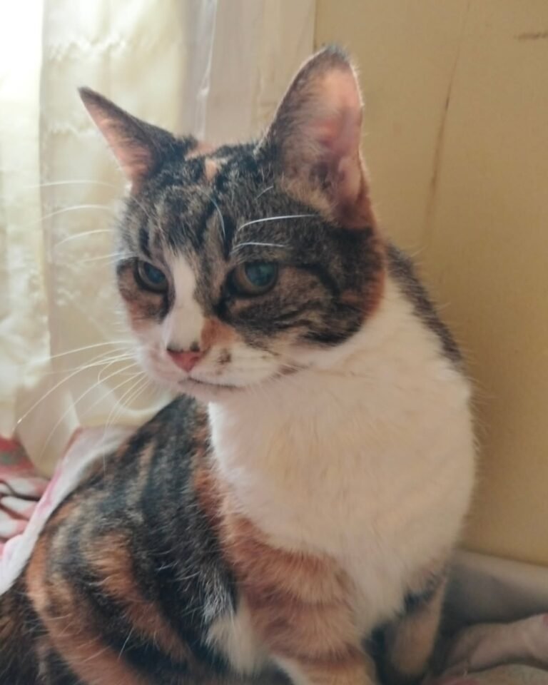 Gordita lleva un año en tránsito y necesita estudios veterinarios para tener una nueva oportunidad