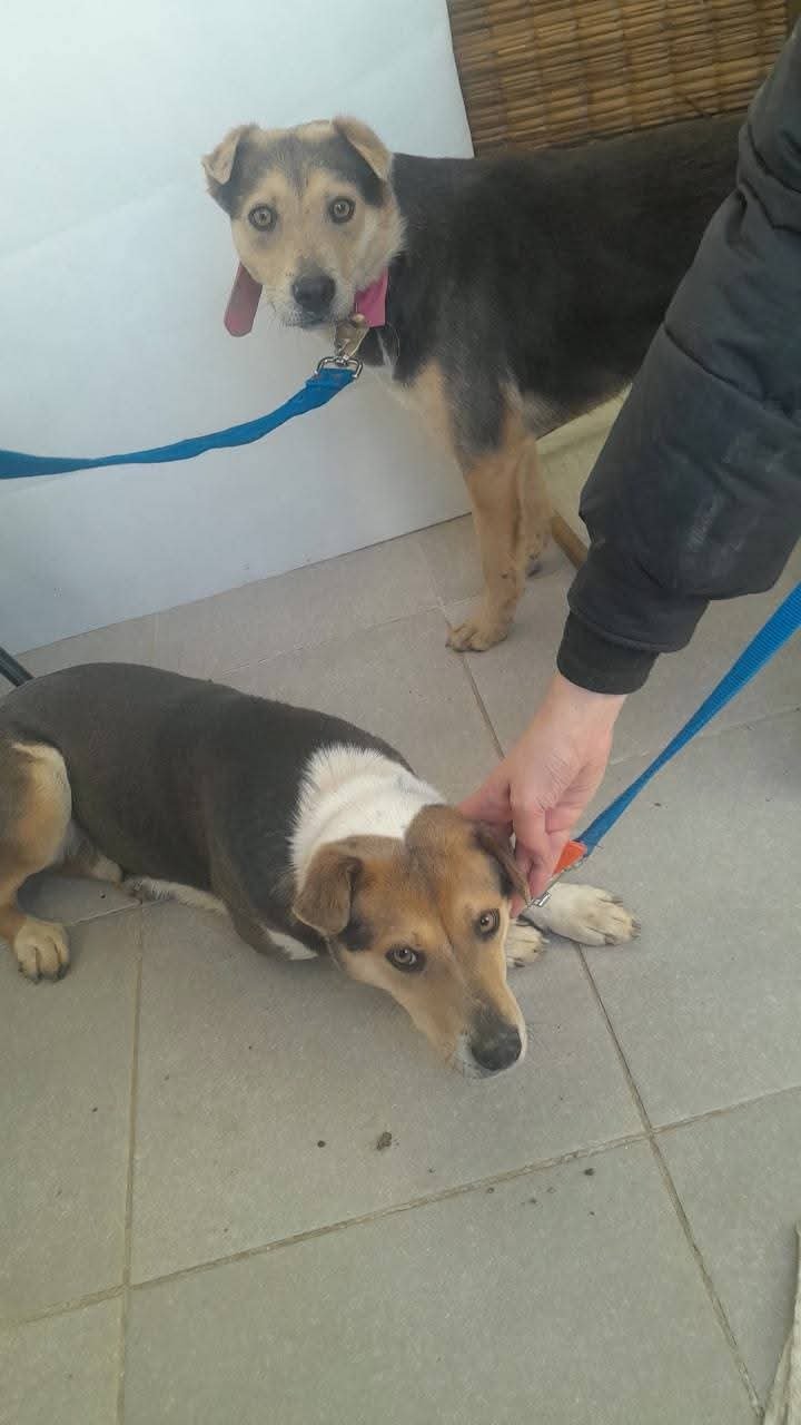 Una proteccionista lanzó una colecta urgente ante la falta de alimento para animales rescatados