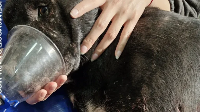 Trágico desenlace: murió “Negrito” el perro que había sido atacado ferozmente por dos dogos