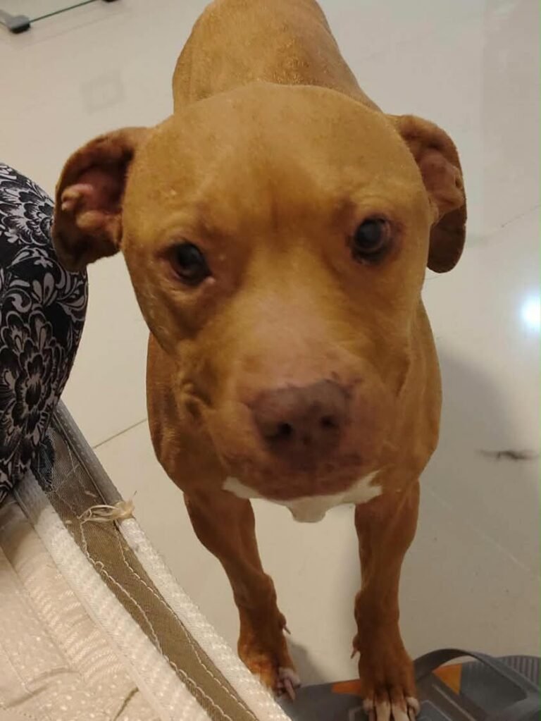 Buscan tránsito o adopción urgente para Amy y Sasha antes de su regreso al dispensario
