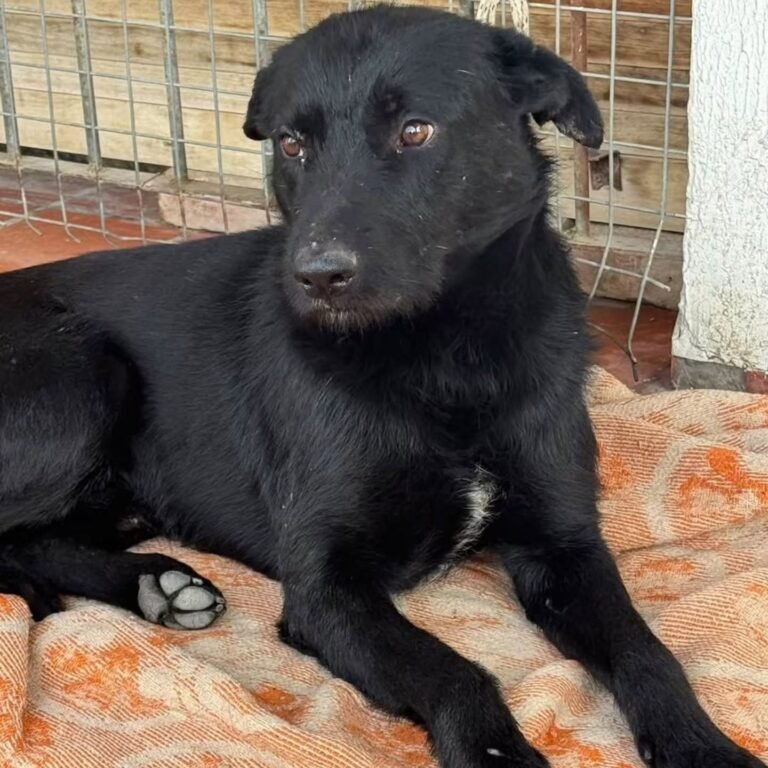 Continúa la búsqueda de Negrito, un perro desaparecido hace más de un mes en Rada Tilly