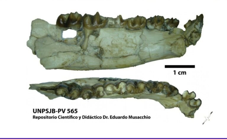 Una nueva especie fósil de la Patagonia llevará un nombre en homenaje a la UNPSJB