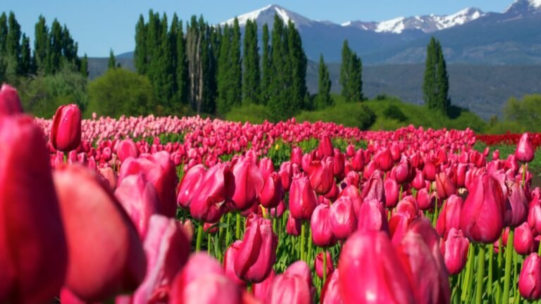 Naturaleza, cultura y gastronomía: Chubut invita a disfrutar el fin de semana largo con propuestas en toda la provincia