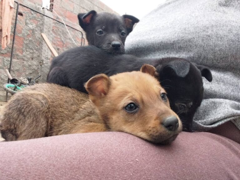 Buscan familias responsables para seis cachorros que fueron rescatados de la calle