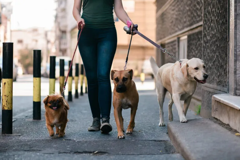 Convocan a voluntarios para pasear a perros rescatados que esperan una familia
