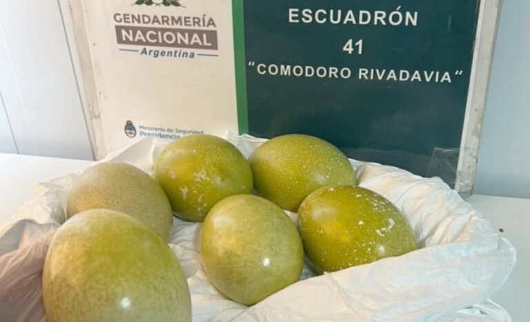 Hallan seis huevos de choique ocultos debajo del asiento de un auto en la Ruta 3